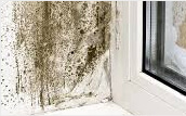 mold-identification-&-testing